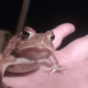 Cool toad